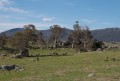 1201-1704 Namadgi (1060149)